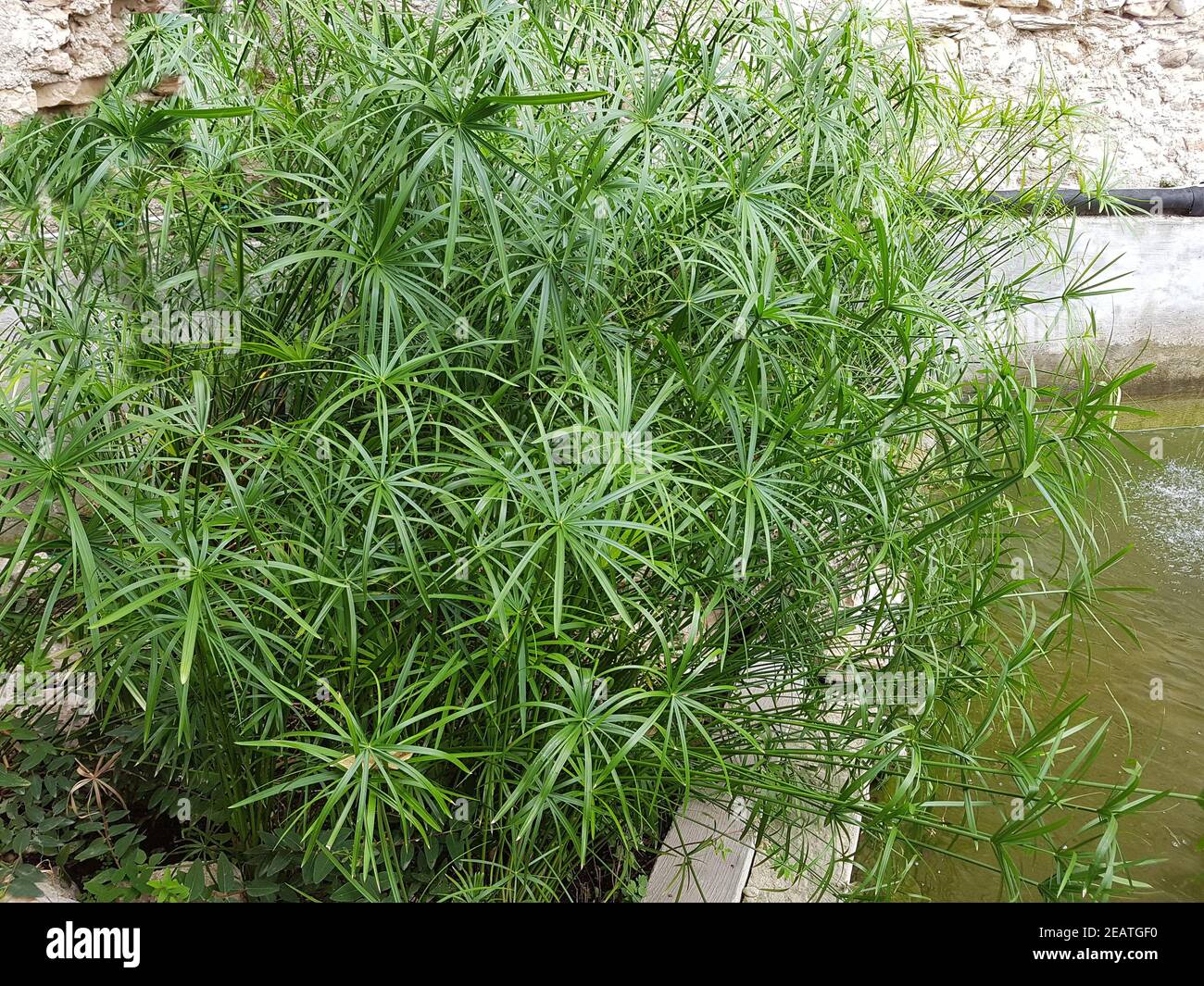 Zypergras, Cyperus, alternifolius, Wasserpflanze Stock Photo