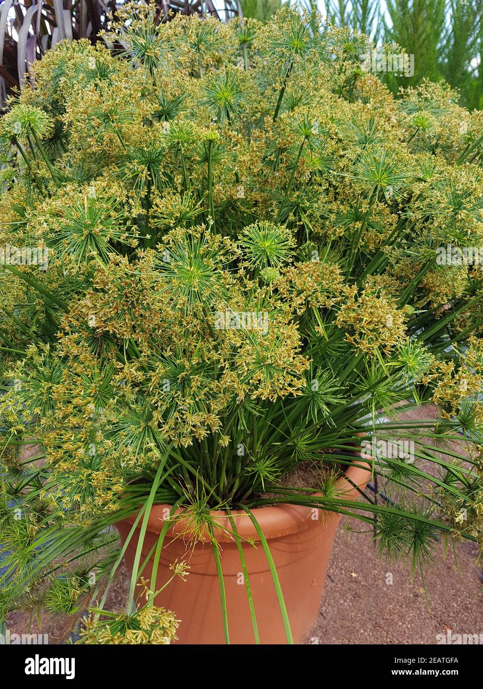 Zypergras, Cyperus cultivars, Nabucco, Wasserpflanze Stock Photo