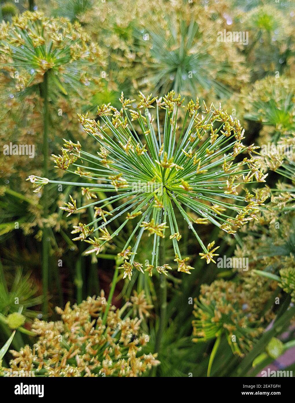 Zypergras, Cyperus haspan, Wasserpflanze Stock Photo