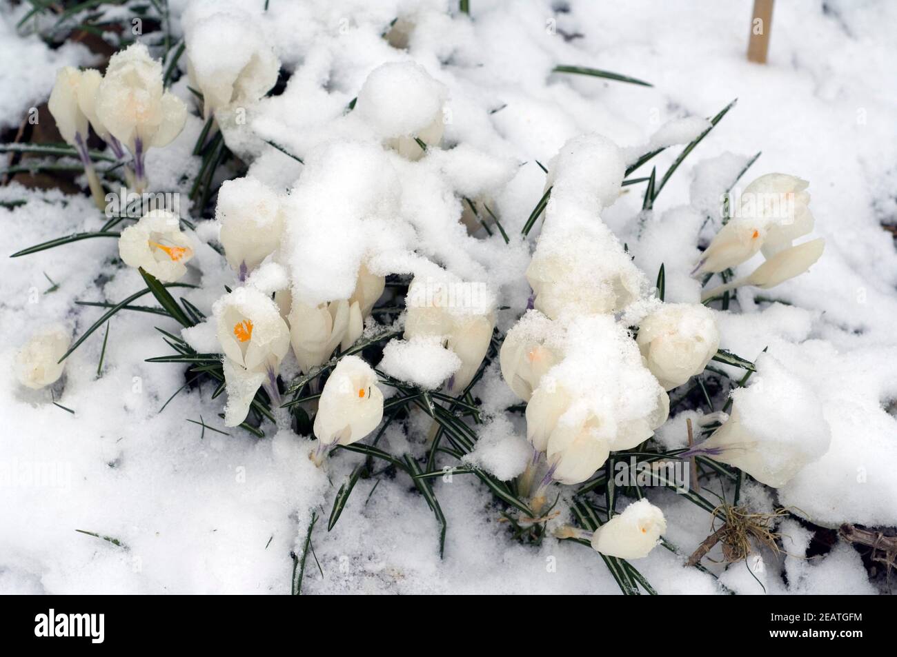 Krokusse, Schnee Stock Photo