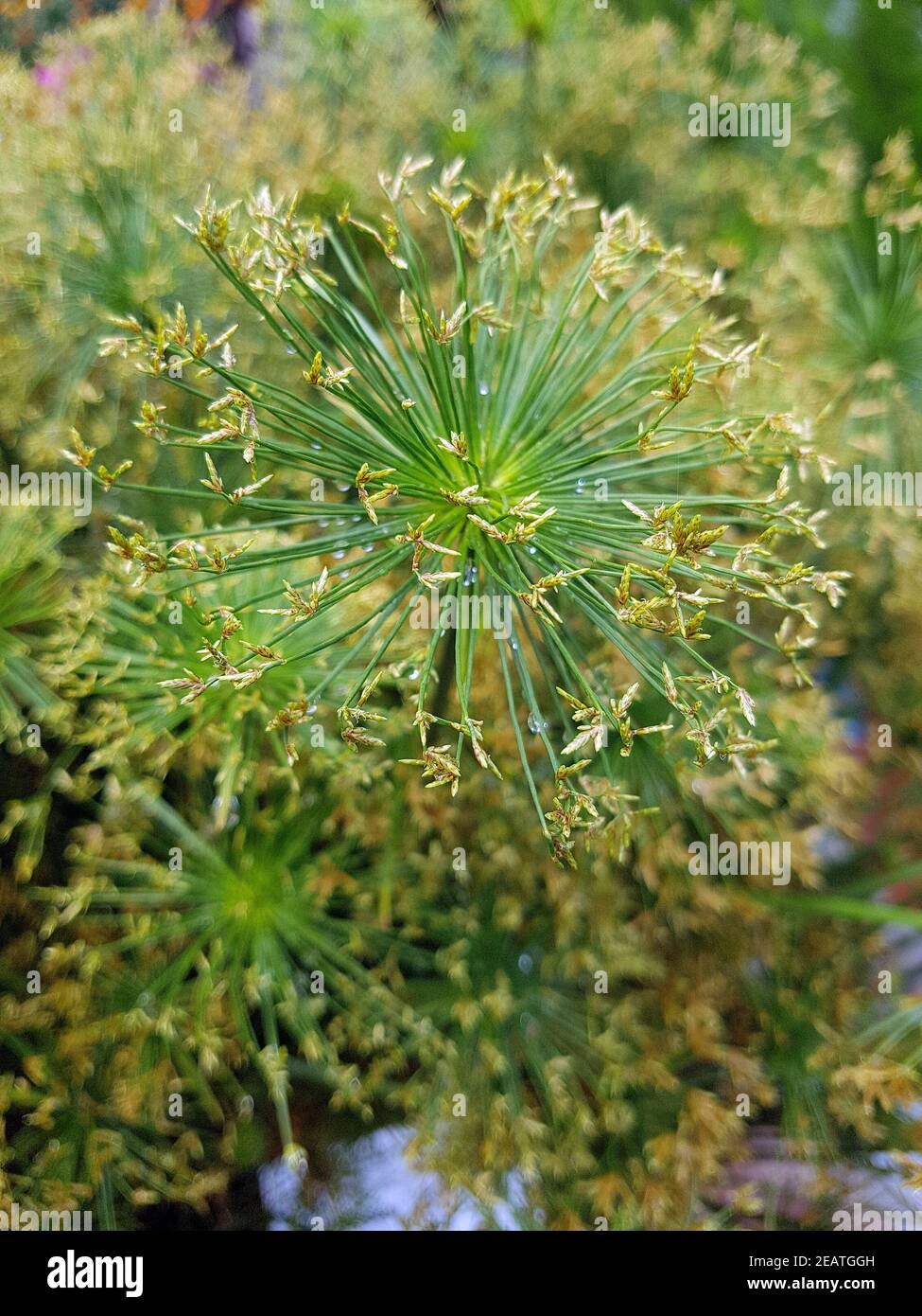 Zypergras, Cyperus, Kleopatra, Wasserpflanze Stock Photo