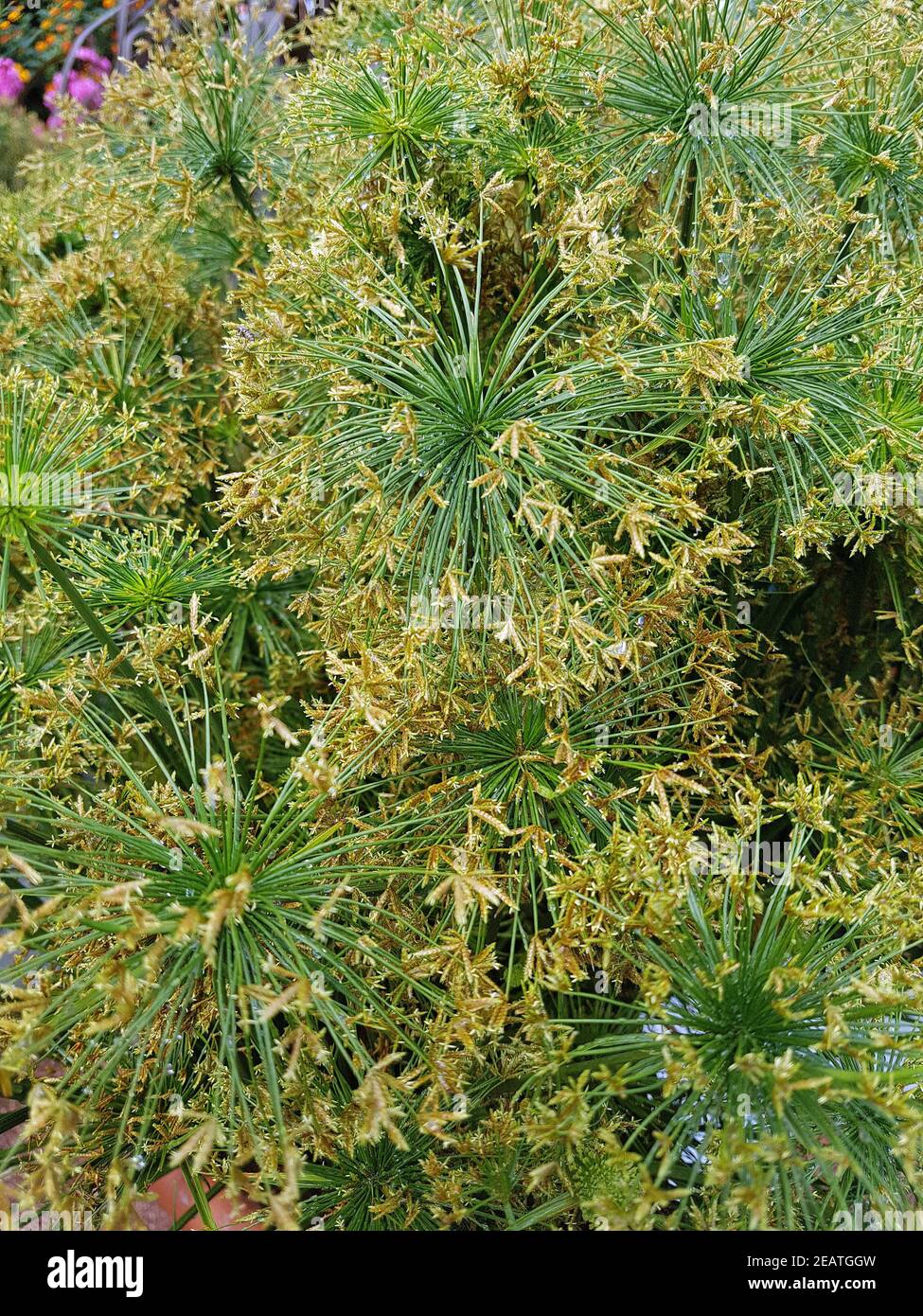 Zypergras, Cyperus, Kleopatra, Wasserpflanze Stock Photo