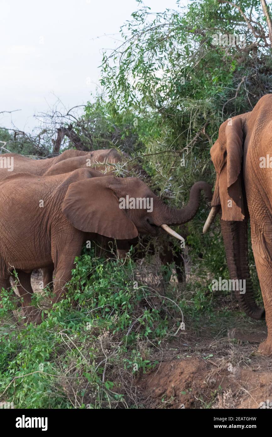 Elephant group at Acacia. Samburu, Kenya Stock Photo