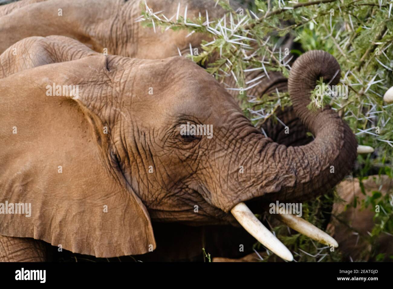Elephant at Acacia. Head of young elephant. Kenya, Africa Stock Photo