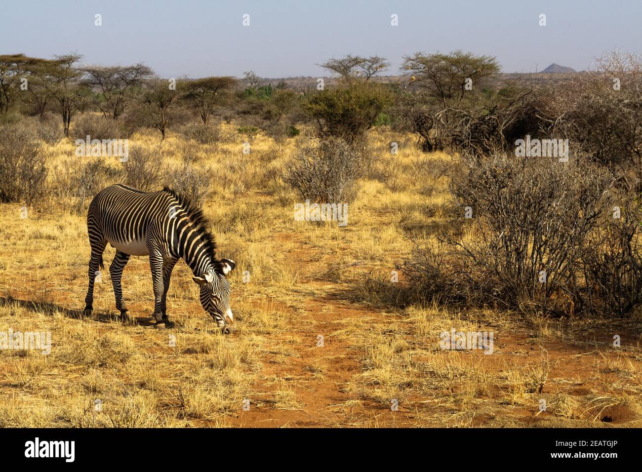 Zebra Grace on the pasture. Savanna of Samburu, Kenya Stock Photo