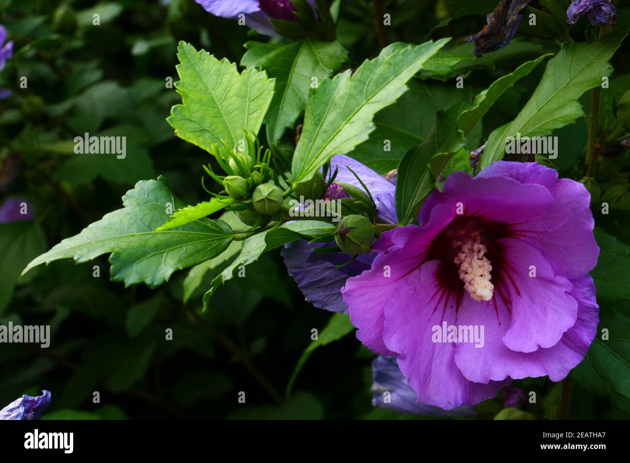 Hibiscus syriacus woodbridge hi-res stock photography and images - Alamy