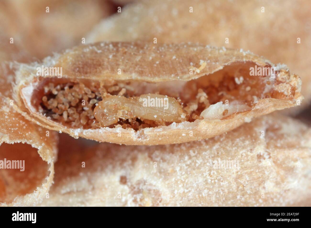 Pupa of wasp from family Bethylidae parasitizing on Rhyzopertha dominica (lesser grain borer) inside damaged grain. Stock Photo