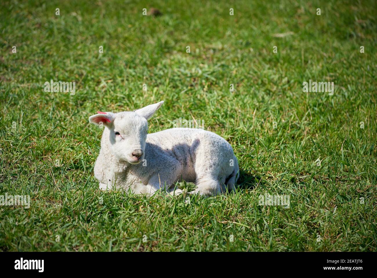 single newborn lamb in a green meadow in springtime Stock Photo