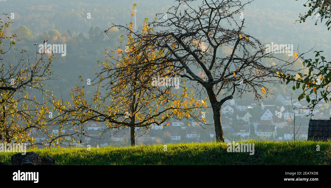 Fruit trees in autumn with last yellow leaves Stock Photo