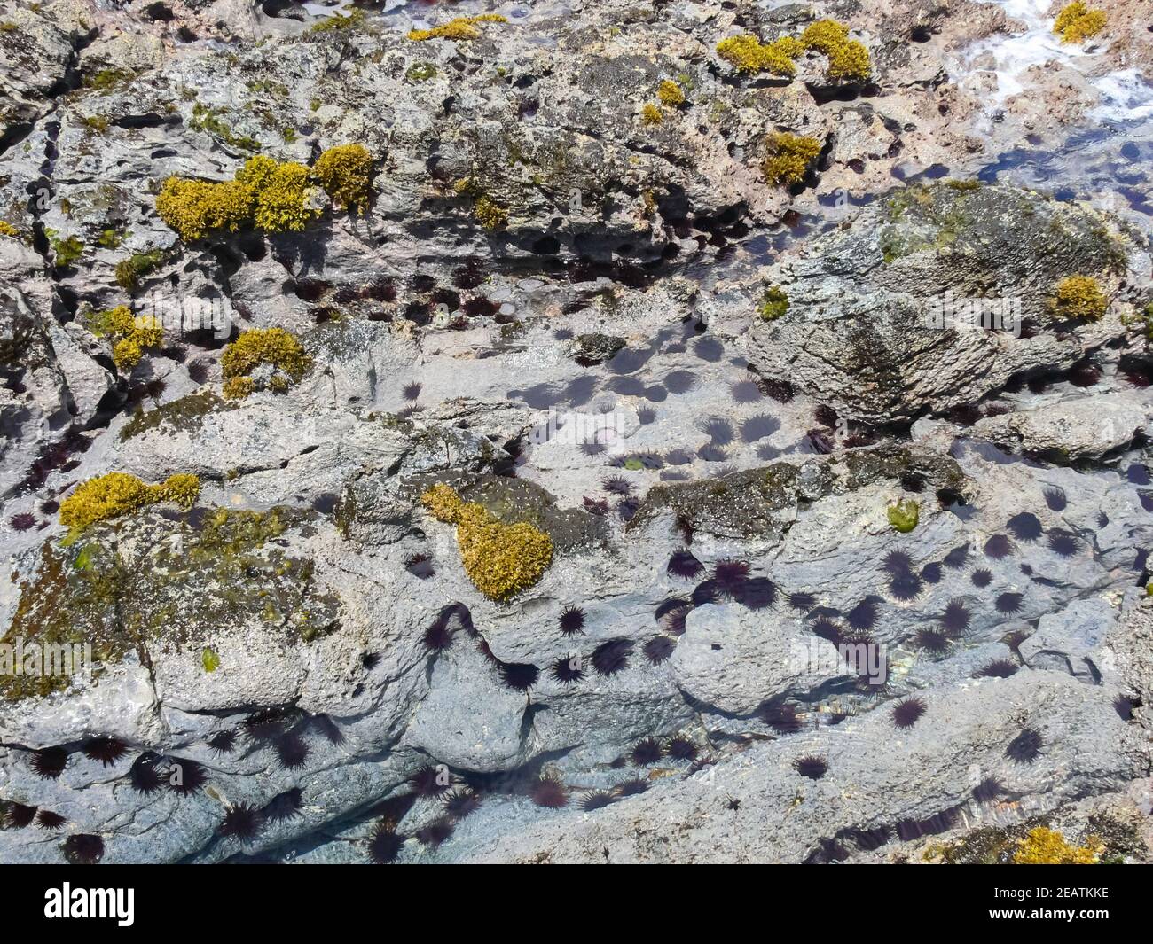 Rocky sea floor hi-res stock photography and images - Alamy