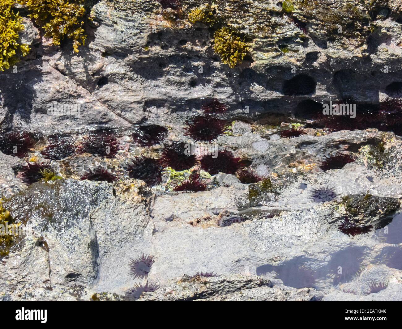 Sea hedgehogs on the rocky shore, rendered by sea. Stock Photo
