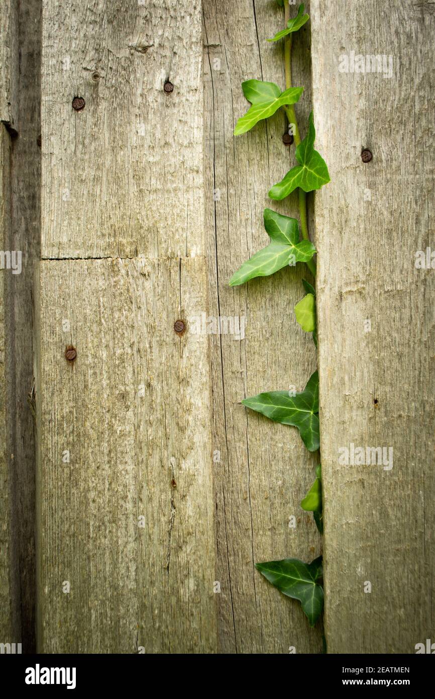 wooden wall with green leaves of wild ivy Stock Photo