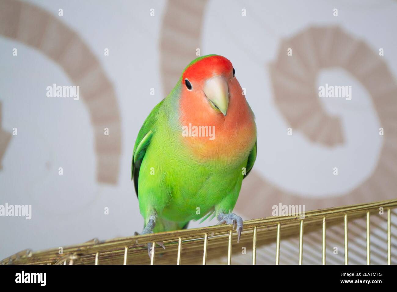 Beautiful bird, Lovebird, standing over his cage Stock Photo