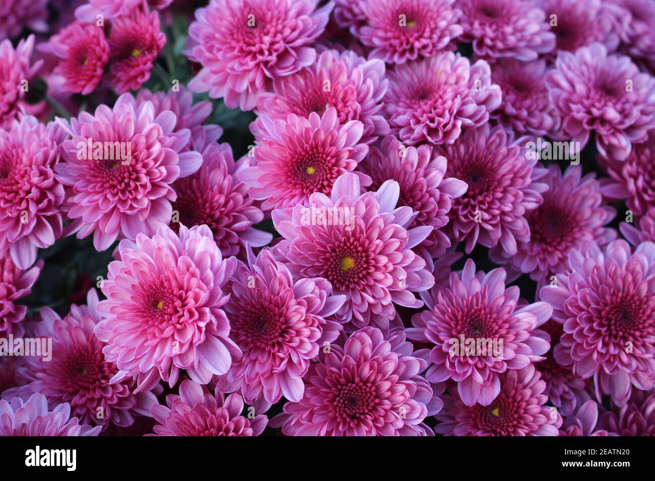 High Angle View Of Pink Flowering Plants called purple Chrysanthemums. Stock Photo