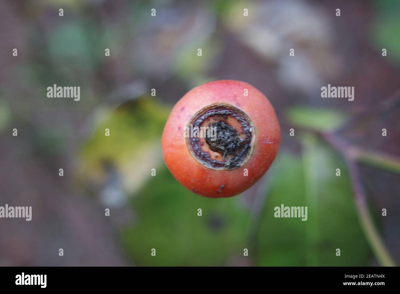 Close up of ripe red berries on branches of rose hips tree with golden leaves Stock Photo