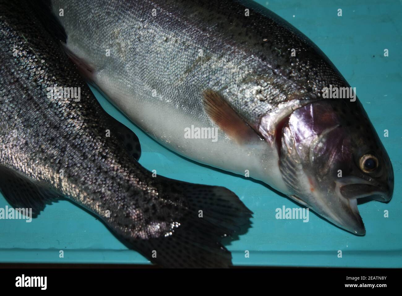 Fish closeup with a gray or grey and silver shiny skin scales Stock Photo