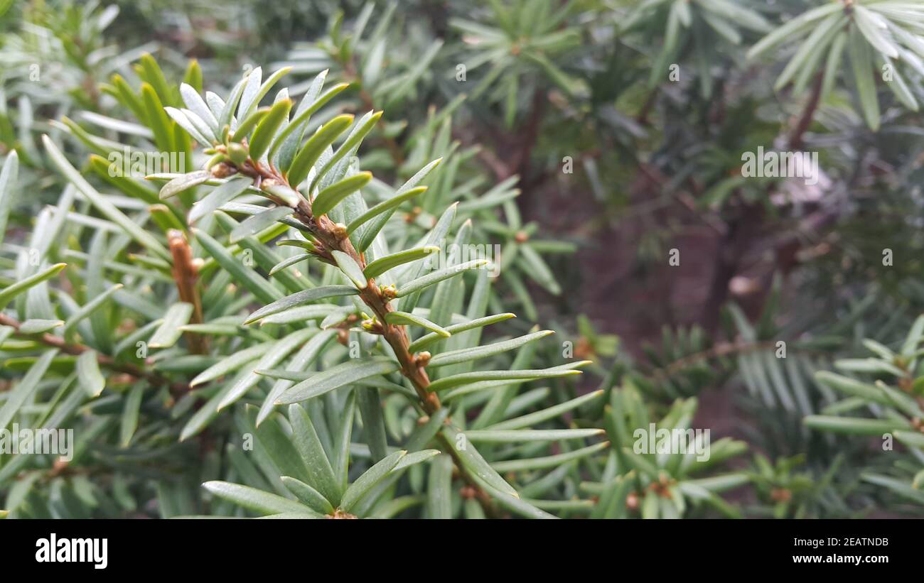 Green leaves of Taxus baccata, European yew which is conifer shrub Stock Photo