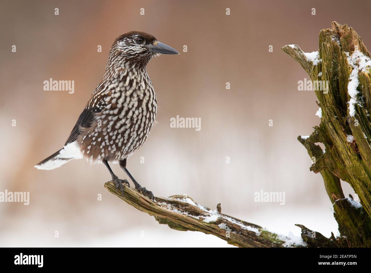 Spotted nutcracker looking on snowy trunk in winter Stock Photo