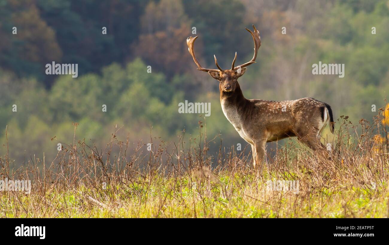 Big fallow deer stag standing on meadow in autumn nature Stock Photo