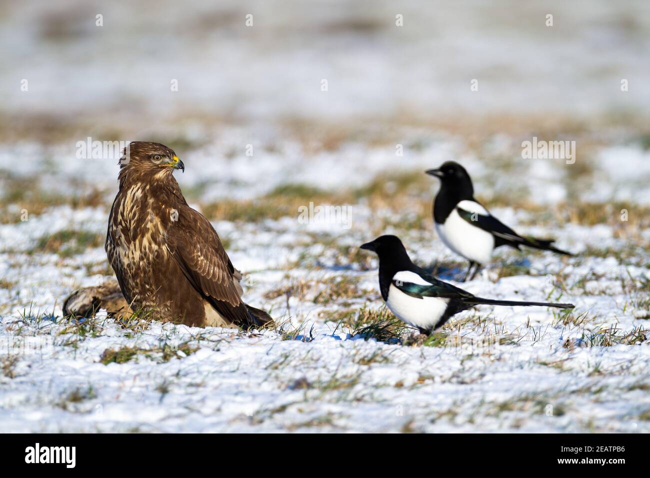 Adult common buzzard with its prey disturbed by annoying eurasian magpies Stock Photo
