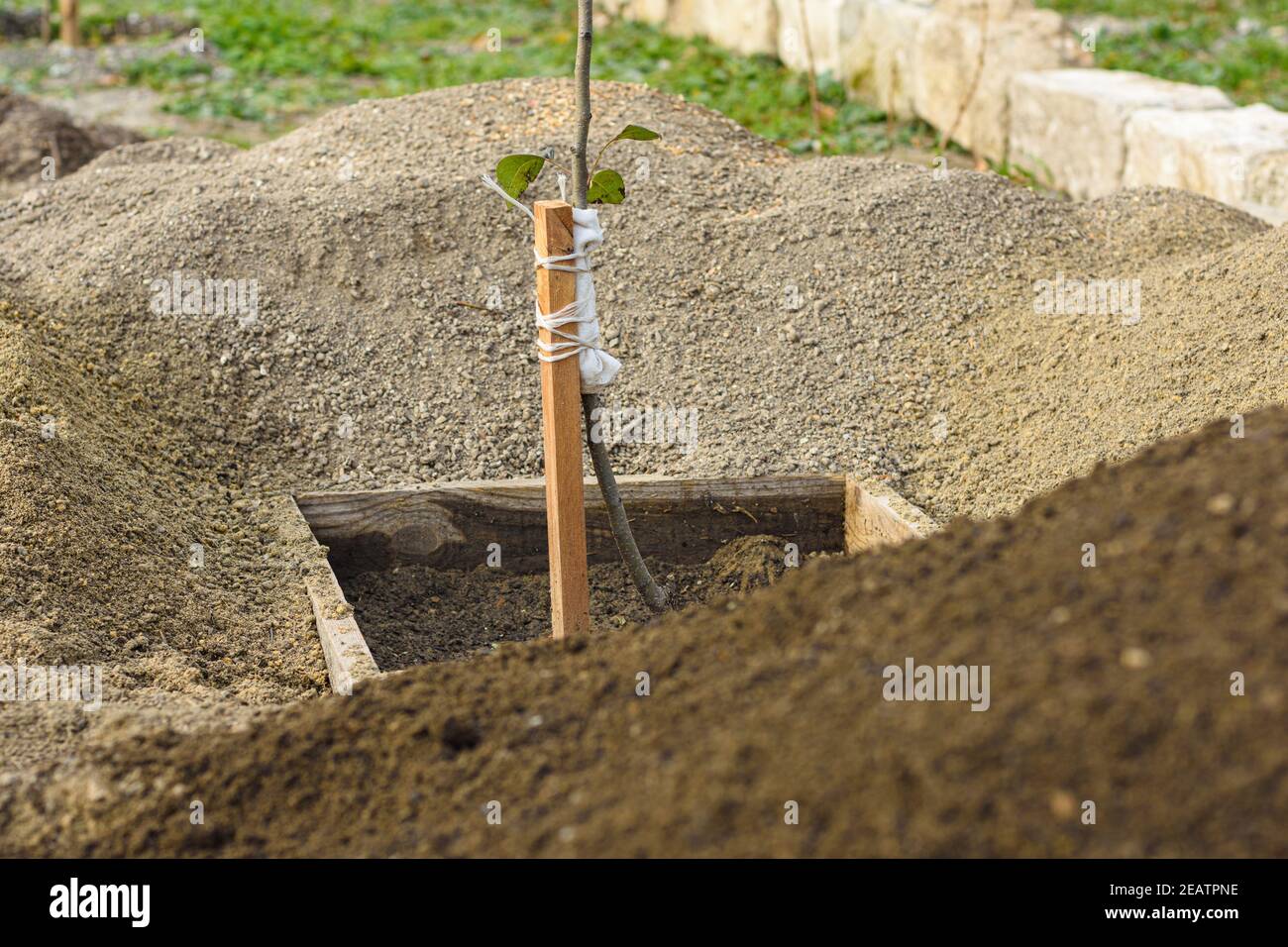 Pear seedling hires stock photography and images Alamy