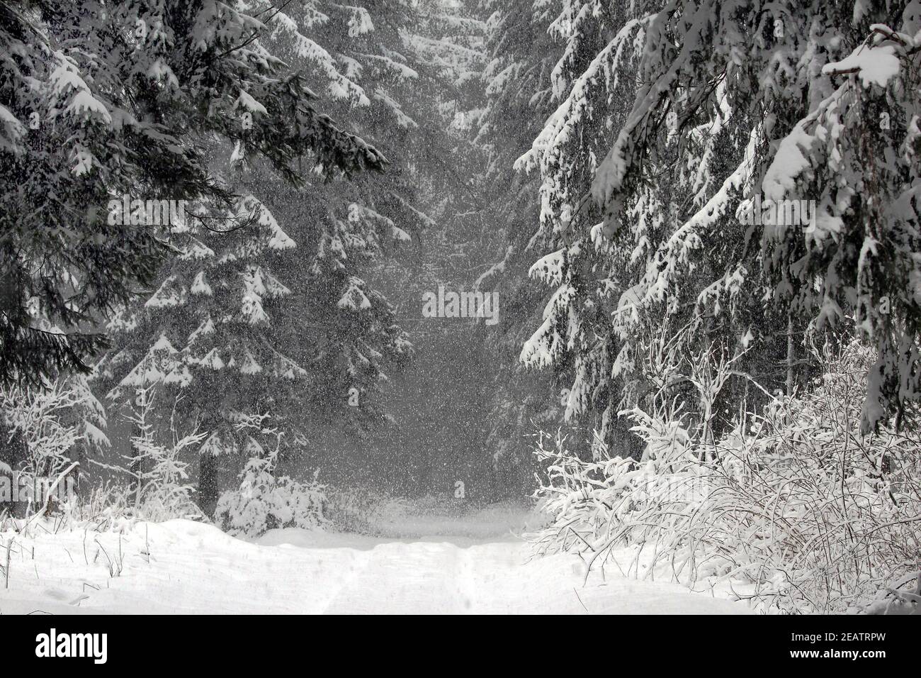 Forest path in the driving snow in winter forest Stock Photo