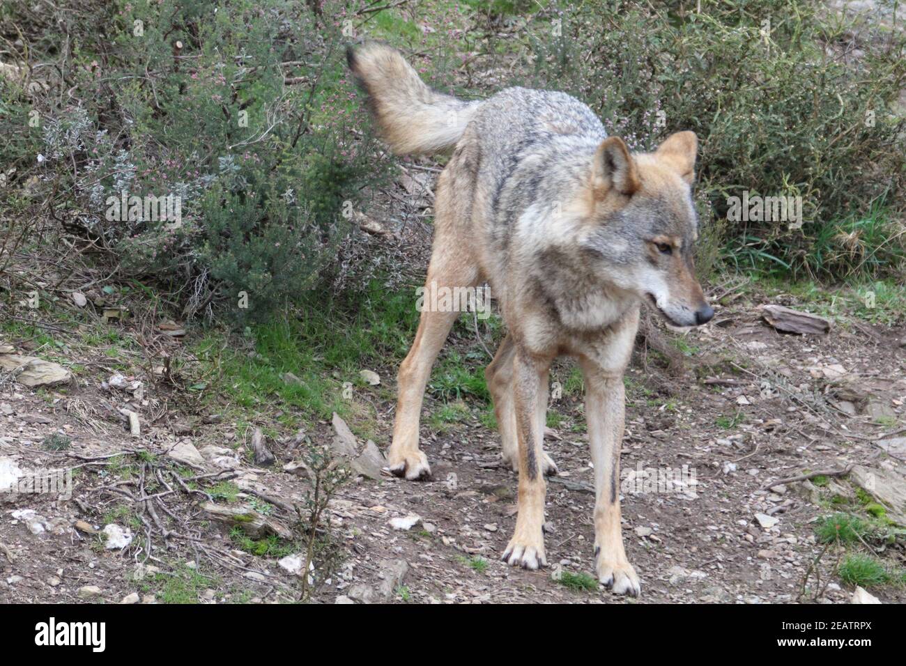 iberian, animal, wild, europe, spain, gray, carnivore, nature, mammal, fauna, forest, wolf, lupus, grey, spanish, zoo, european, portugal, wood, natural, iberia, wildlife, life, one, peninsula, subspecies, animals, two, couple Stock Photo