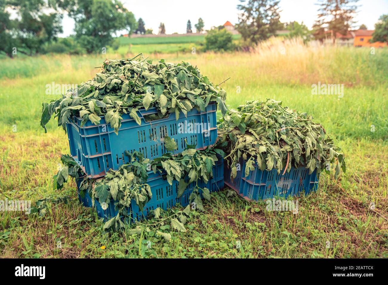 weeds in crates in a field on a farm Stock Photo