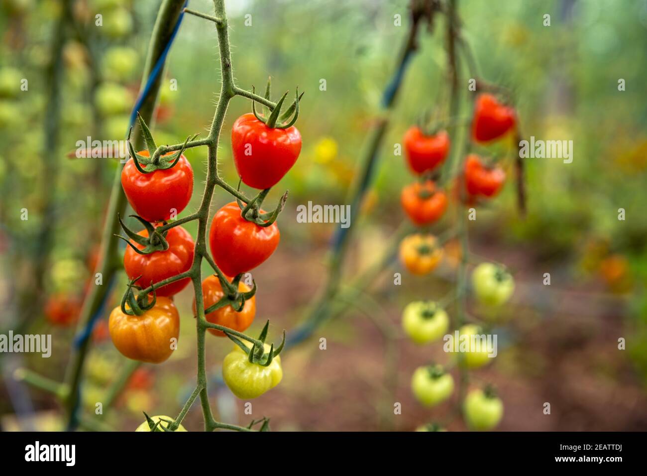 ripe red tomatoes in organic quality in a greenhouse Stock Photo - Alamy