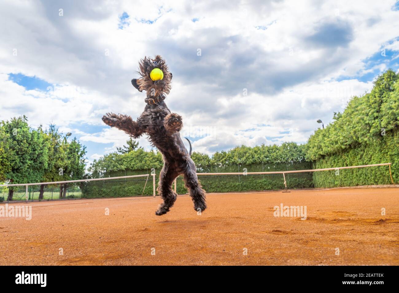 dog catches a tennis ball on the court Stock Photo Alamy