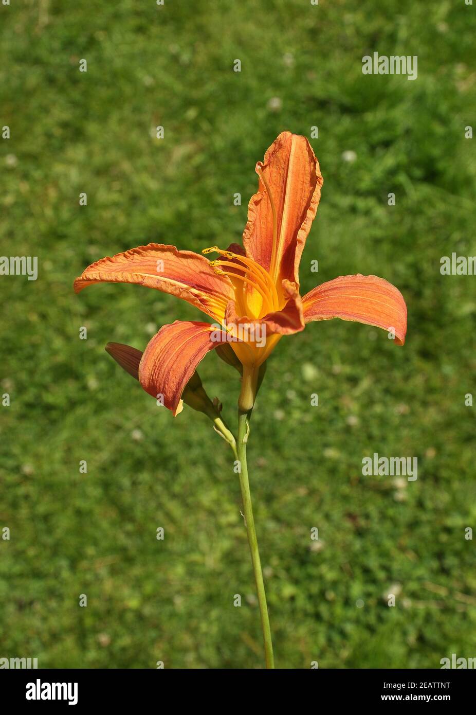 Flower of Orange lily in Bavarian Forest Stock Photo
