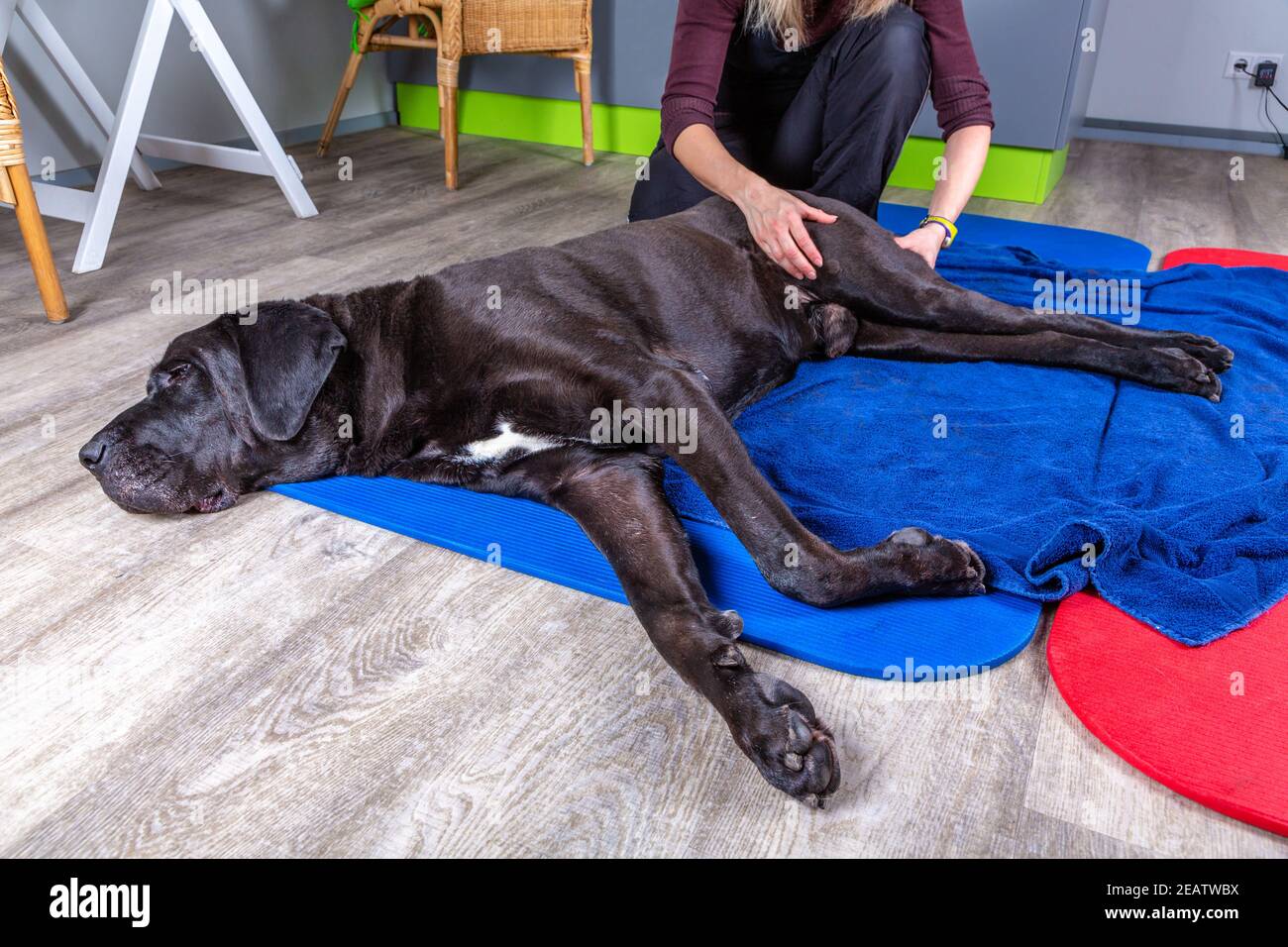 big black dog lying on the floor and gets a massage Stock Photo - Alamy