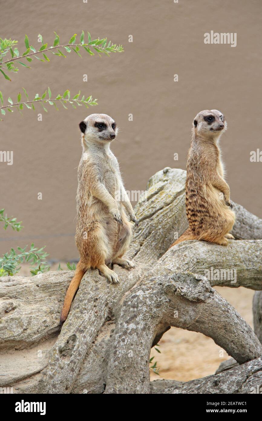 Meerkats standing. Wary rodents standing on hind legs Stock Photo