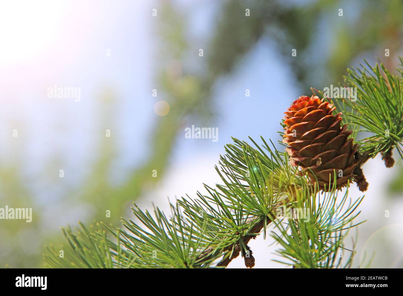 Brown cones of larch. Pine cone of pine tree illuminated by sunny ray Stock Photo