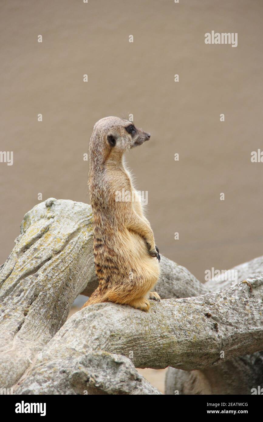 Meerkat is standing. Wary rodent stands on hind legs Stock Photo