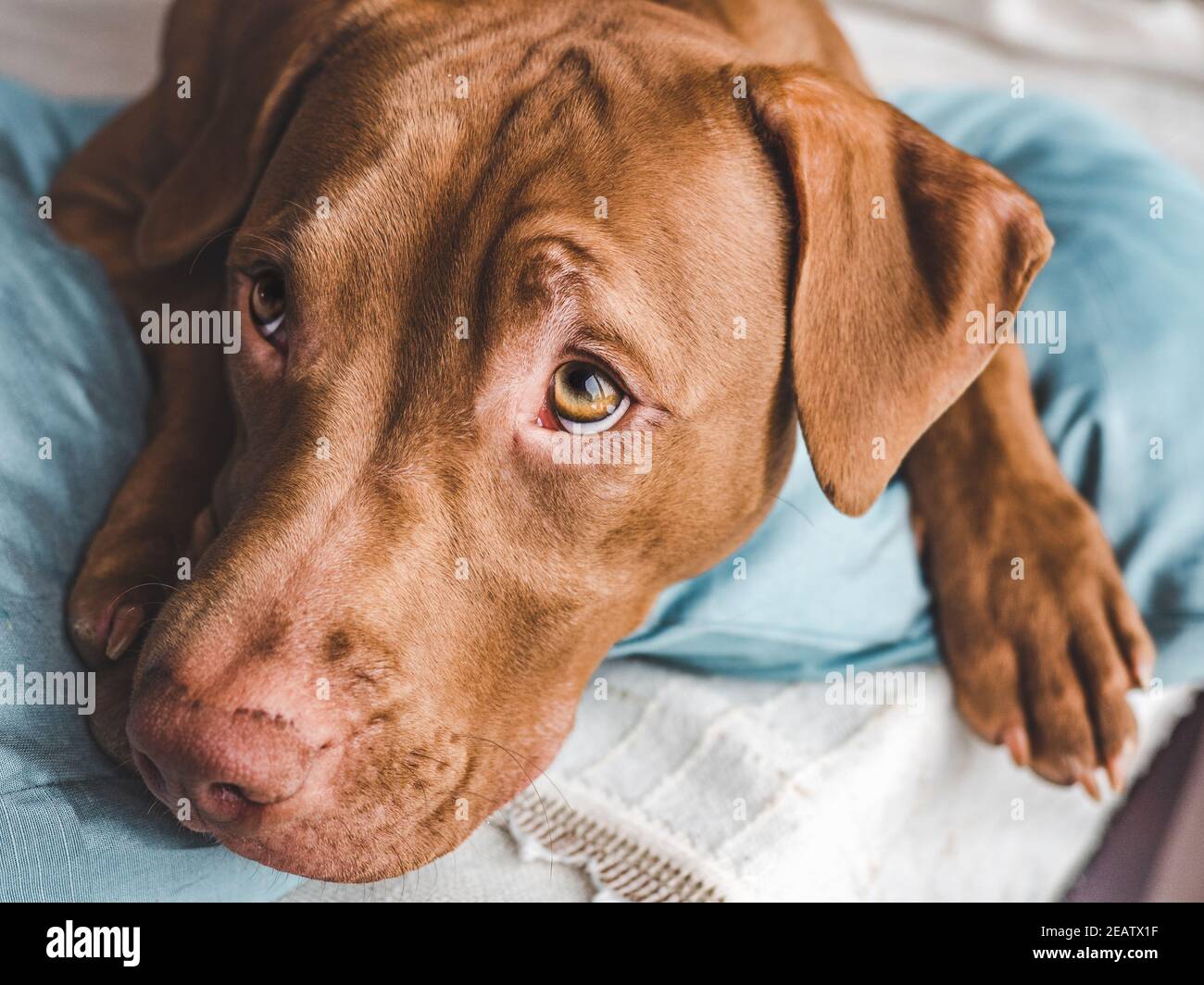 Charming sweet puppy of chocolate color. Close up indoor. Day light. Concept of care education obedience training raising pets Stock Photo Alamy