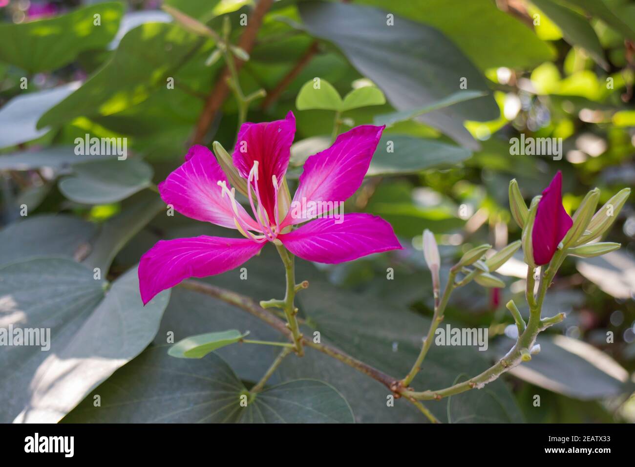 Backgrounds beauty blossom hi-res stock photography and images - Alamy