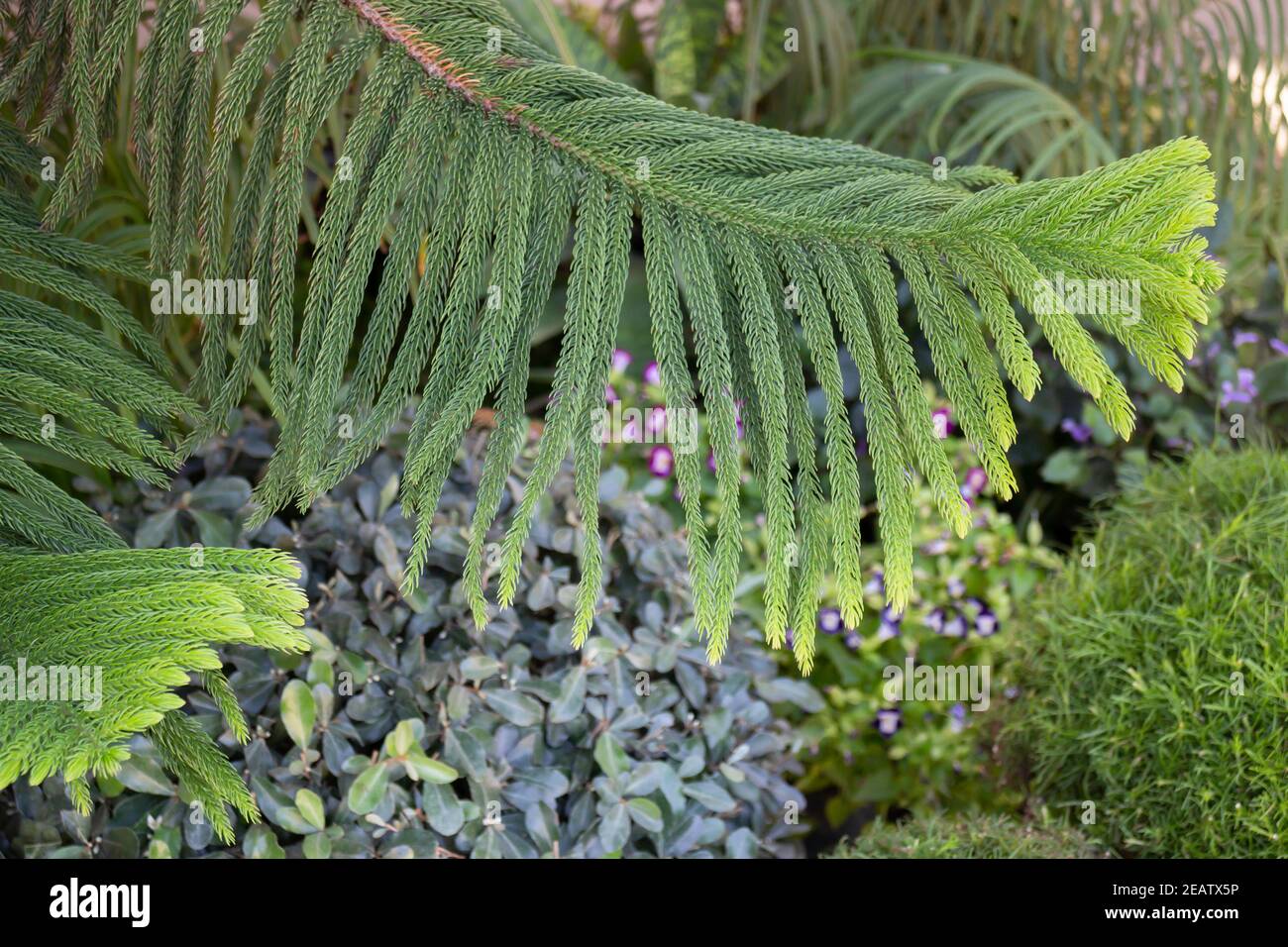 Merry christmas evergreen tree background Stock Photo Alamy
