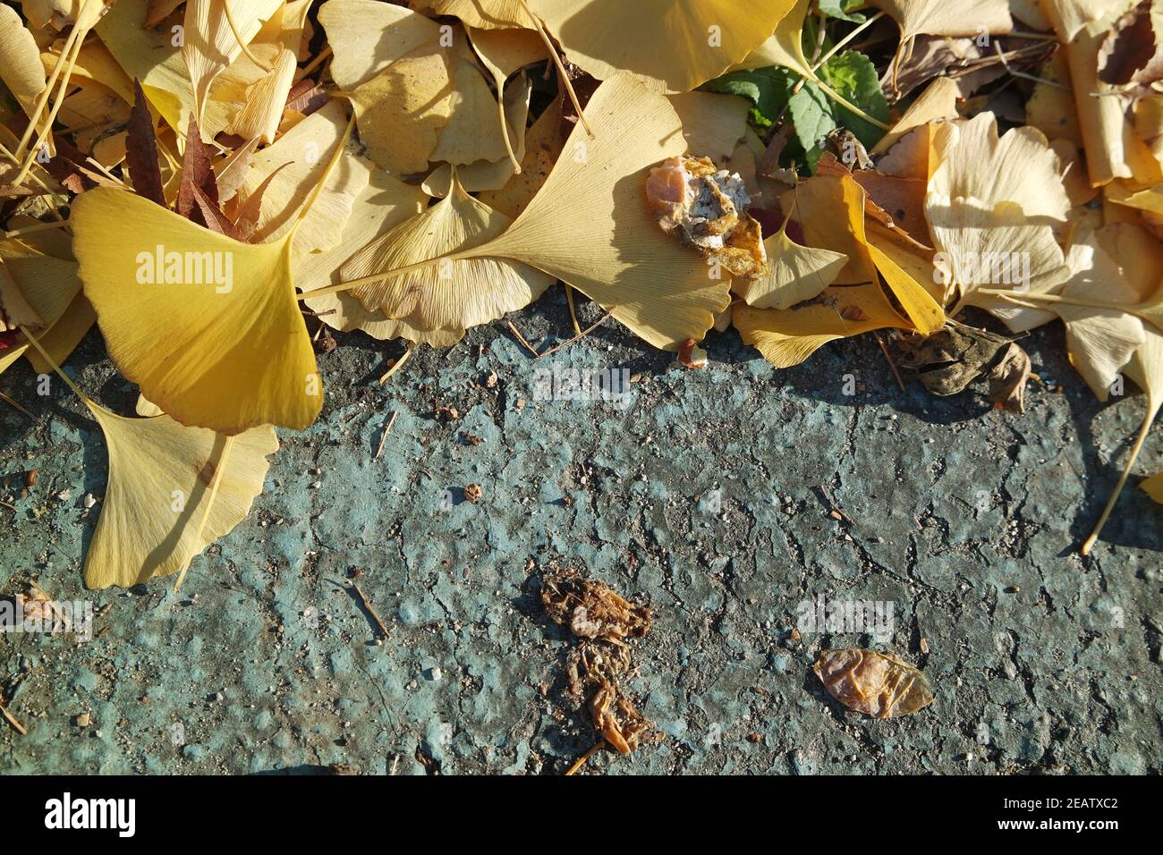 Ginkgo golden leaves on a grey color ground Stock Photo