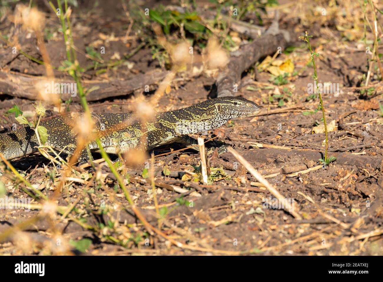 Monitor Lizard in Chobe, Botswana Africa wildlife Stock Photo Alamy