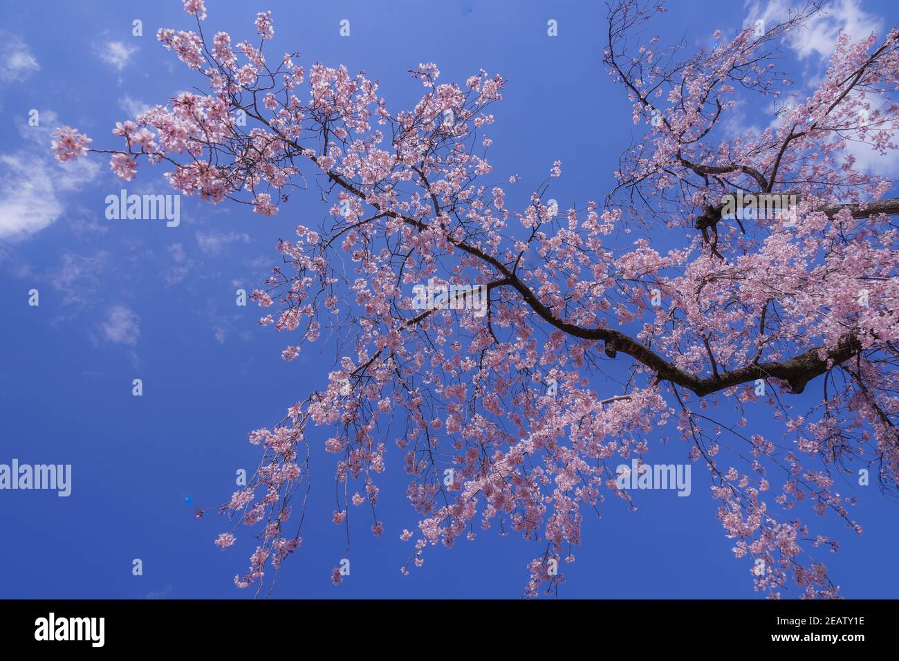 Koishikawa Korakuen weeping cherry tree of Stock Photo