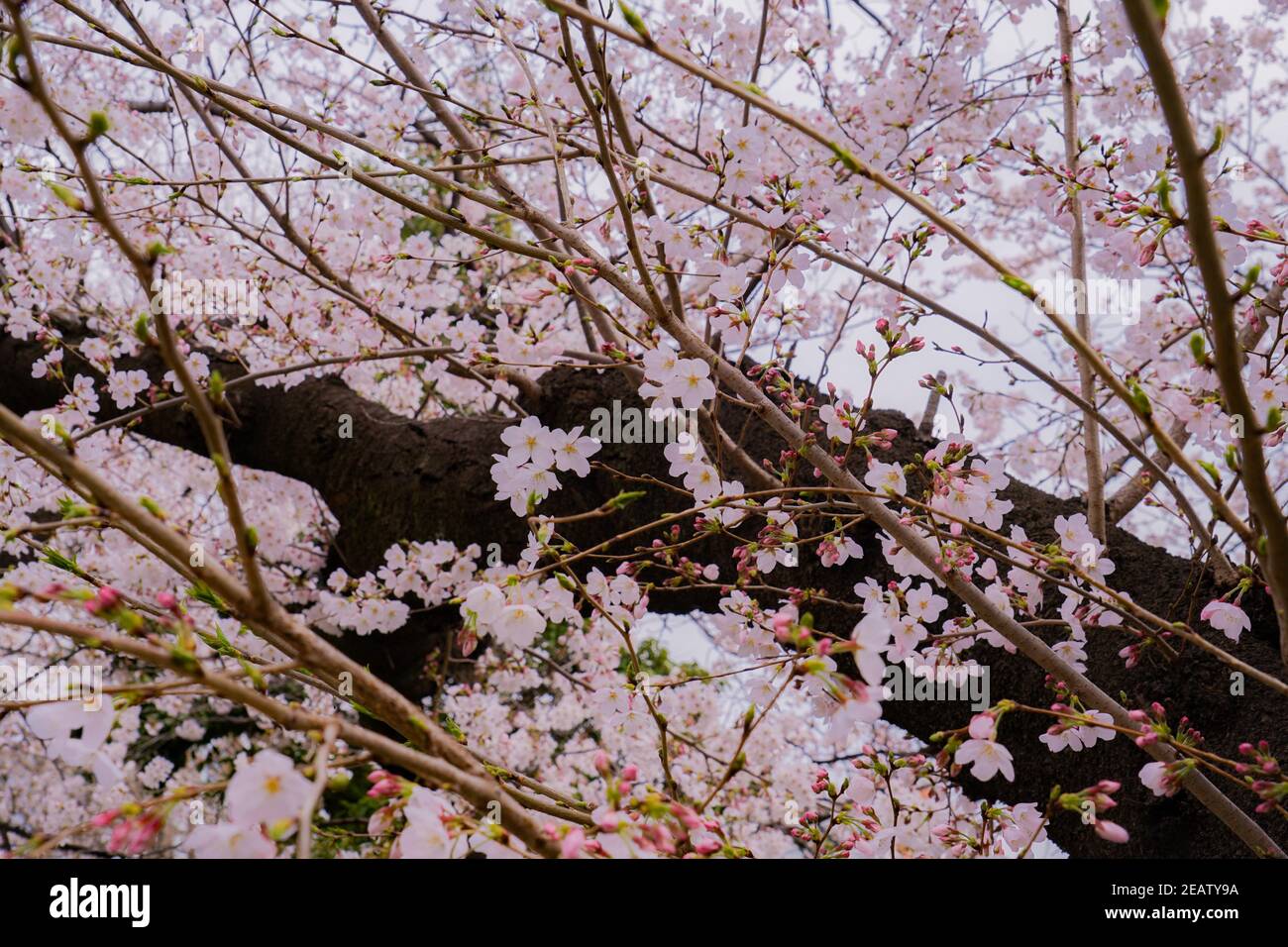 Cherry tree in full bloom of Aoyama Cemetery Stock Photo