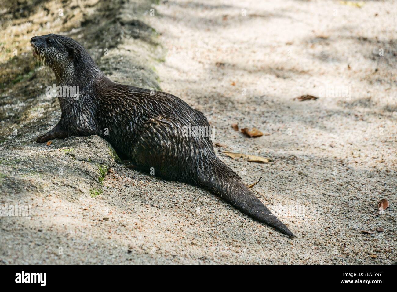 Cute oriental small-clawed otter image of Stock Photo