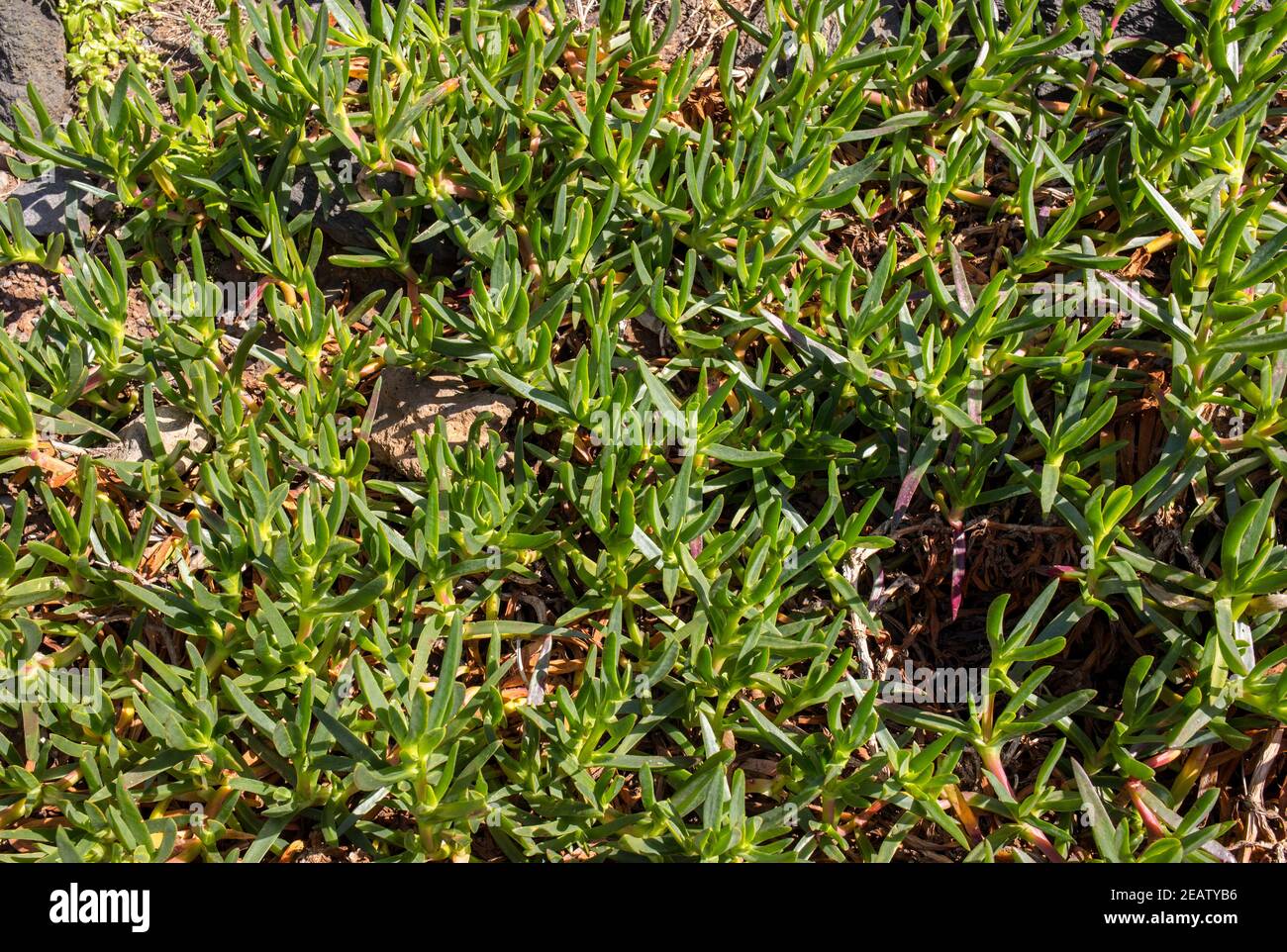 sedum succulent plant with  green, thick and fleshy leaves in garden Stock Photo