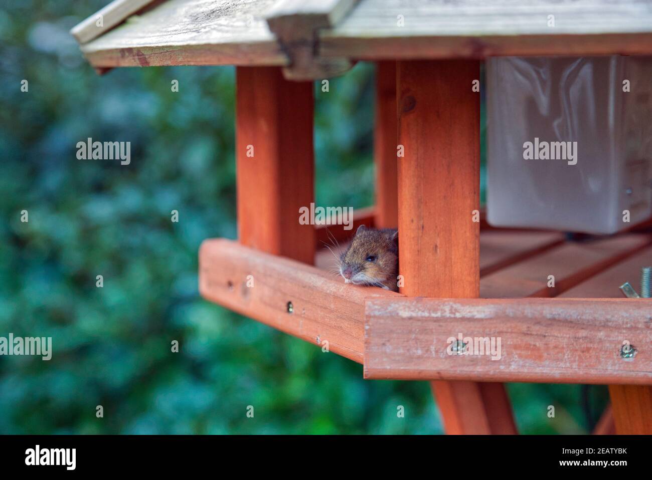 house mouse watching out of a birdhouse Stock Photo