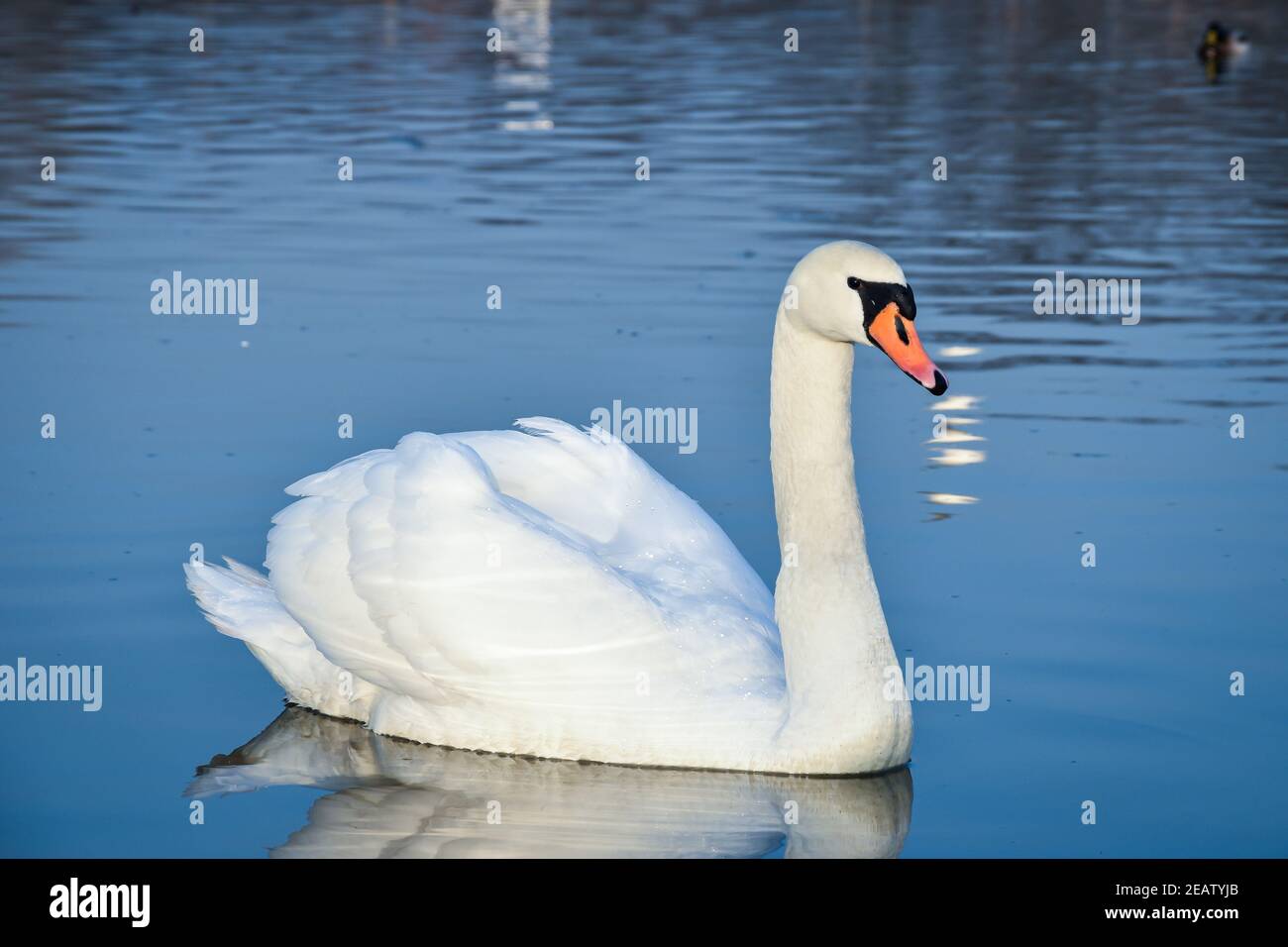 eye-level shot of a single beautiful white swan floating on a calm water surface Stock Photo