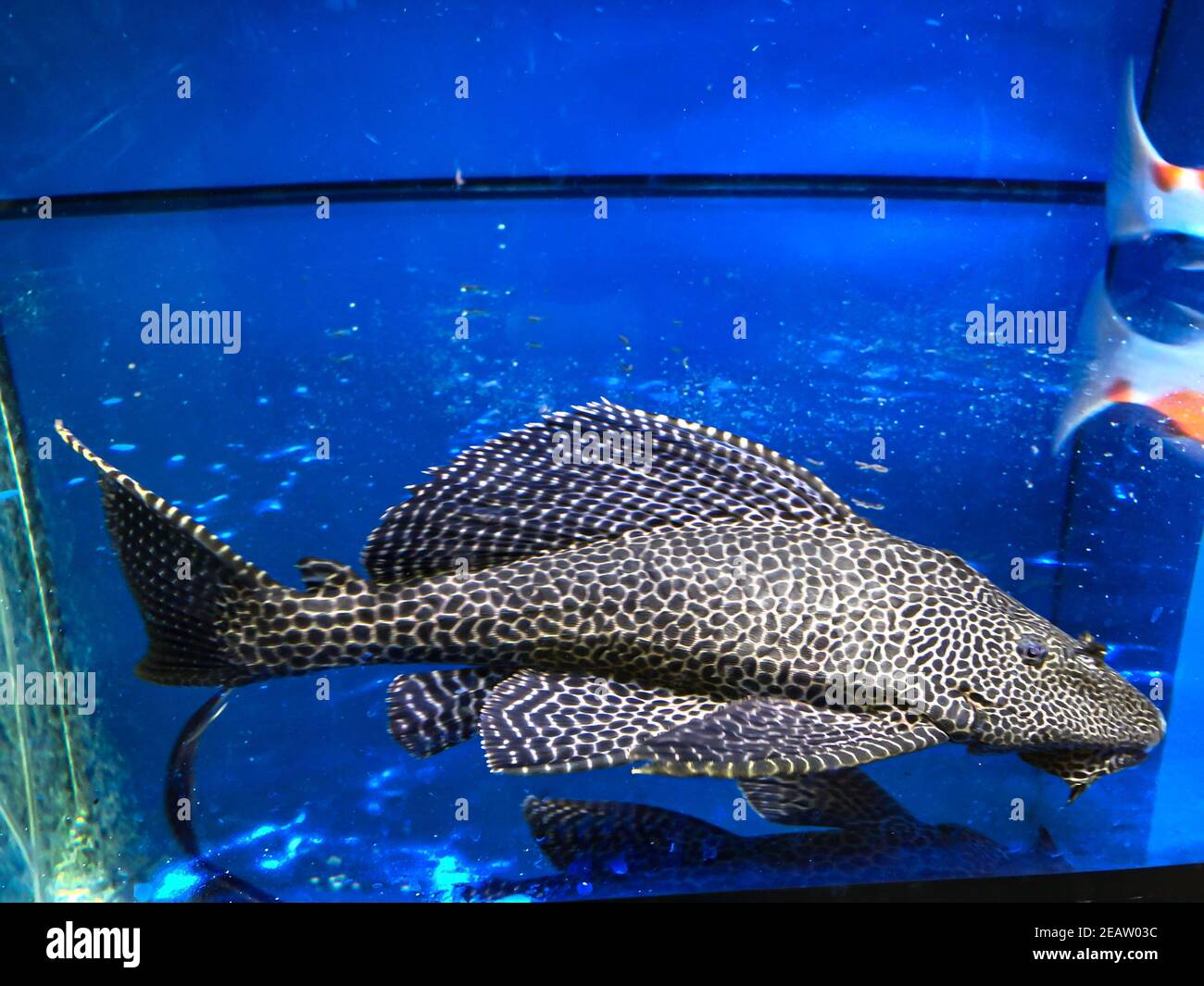 A huge antenna catfish, Ancistrus dolichopterus or antenna armor catfish in the aquarium. Stock Photo
