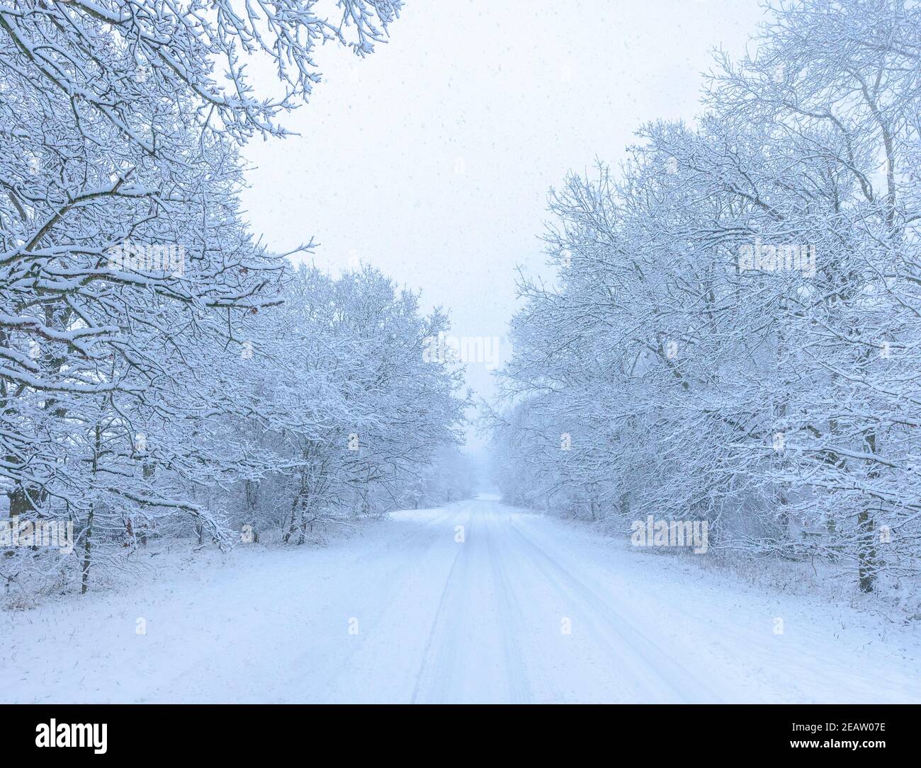 Wintery, tree lined, snow covered country road. Stock Photo