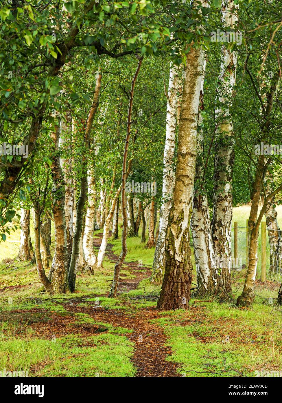 Path through silver birch trees in a wood Stock Photo
