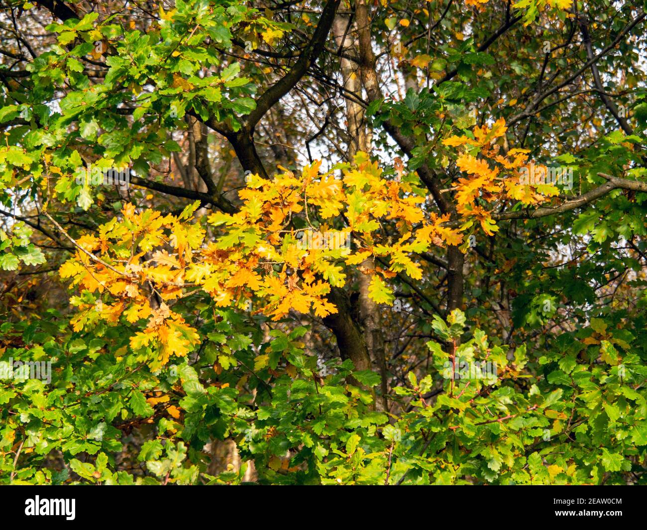Oak tree leaves hi-res stock photography and images - Alamy